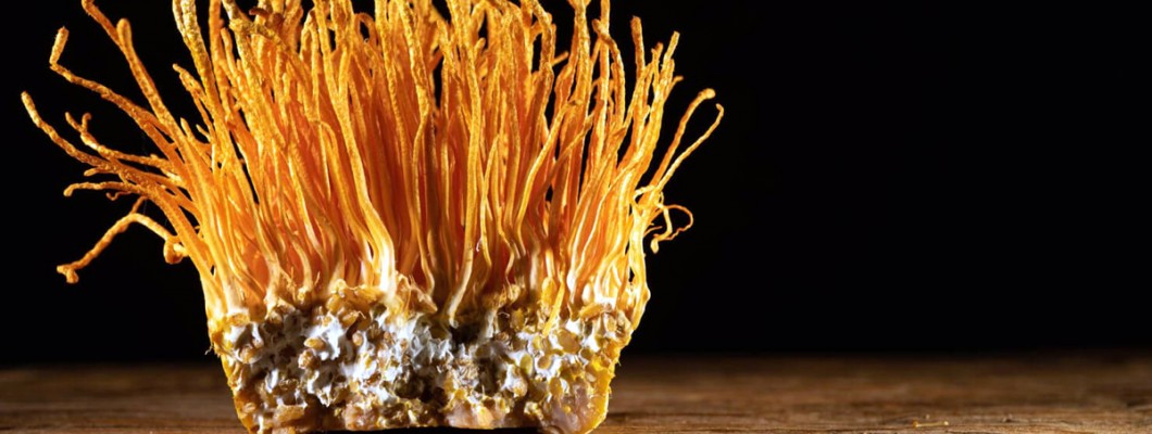 Cordyceps: Το Μανιτάρι που προσφέρει Ενέργεια και Αναζωογόνηση!