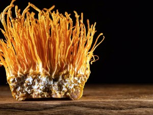 Cordyceps: Το Μανιτάρι που προσφέρει Ενέργεια και Αναζωογόνηση! Cordyceps: Το Μανιτάρι που προσφέρει Ενέργεια και Αναζωογόνηση!